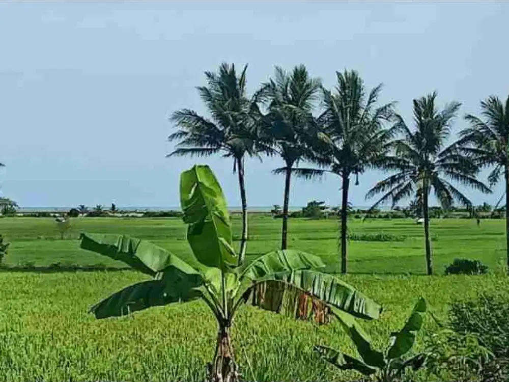 tanah luas subur satu blok