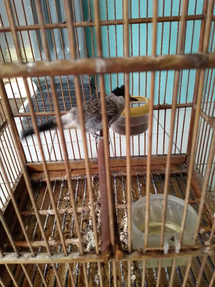 Kutilang fullset burung gacor bisa dibantu kirim