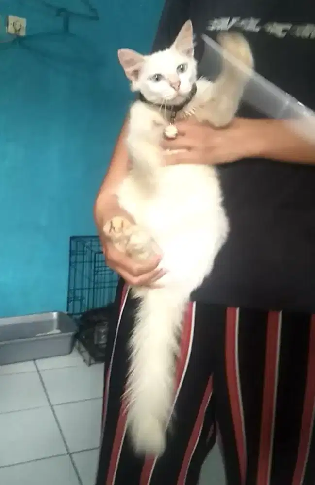 Kucing kitten himalaya Siam blue eyes betina longhair