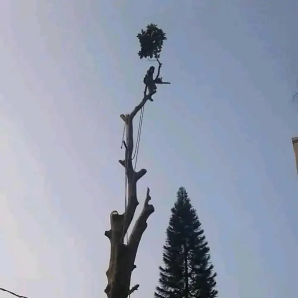 Jasa tebang pohon DIY