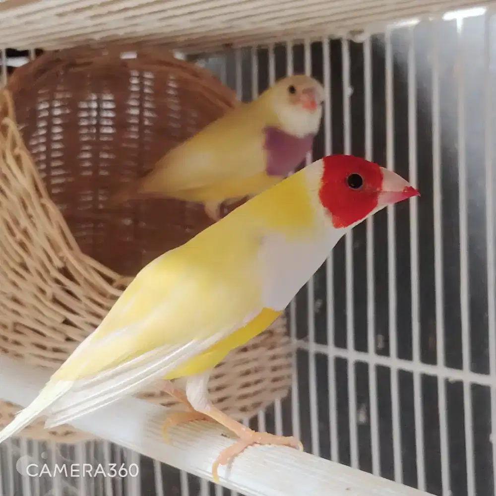 Gouldamadin sepasang