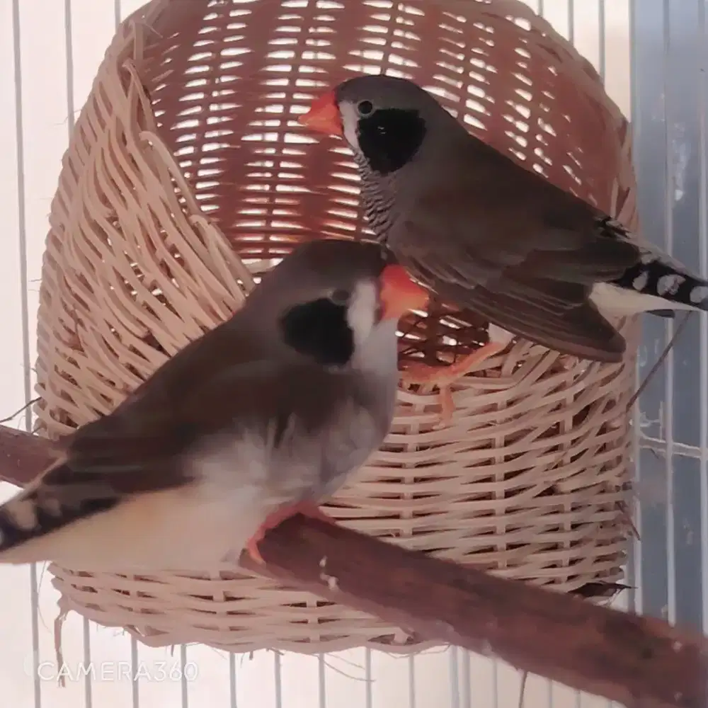 Zebra Finch sepasnag