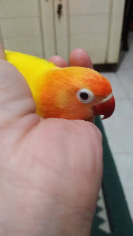 burung lovebird HITAM