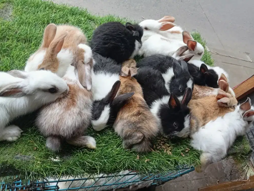 Kelinci lokal bandung