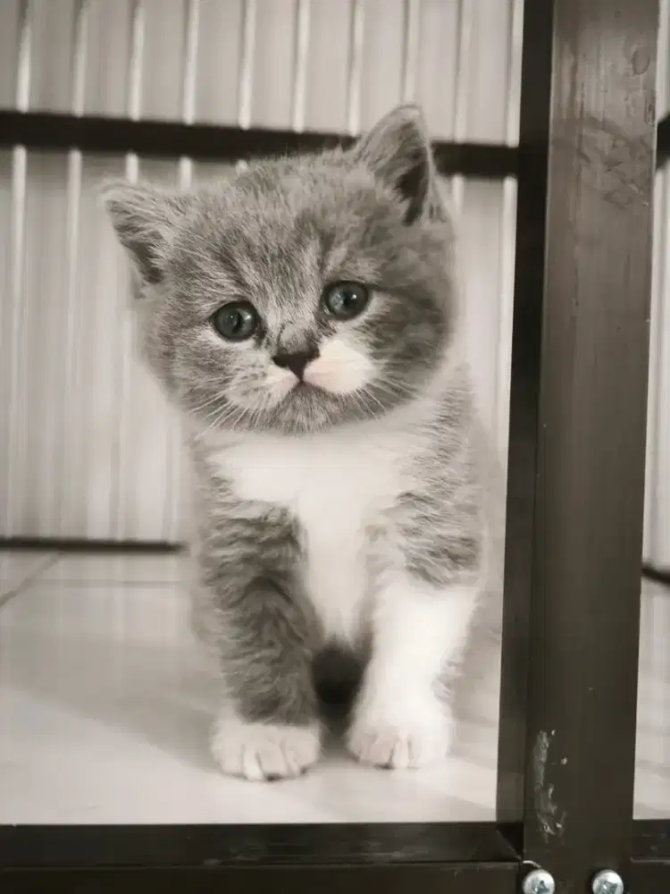 British shorthair kitten