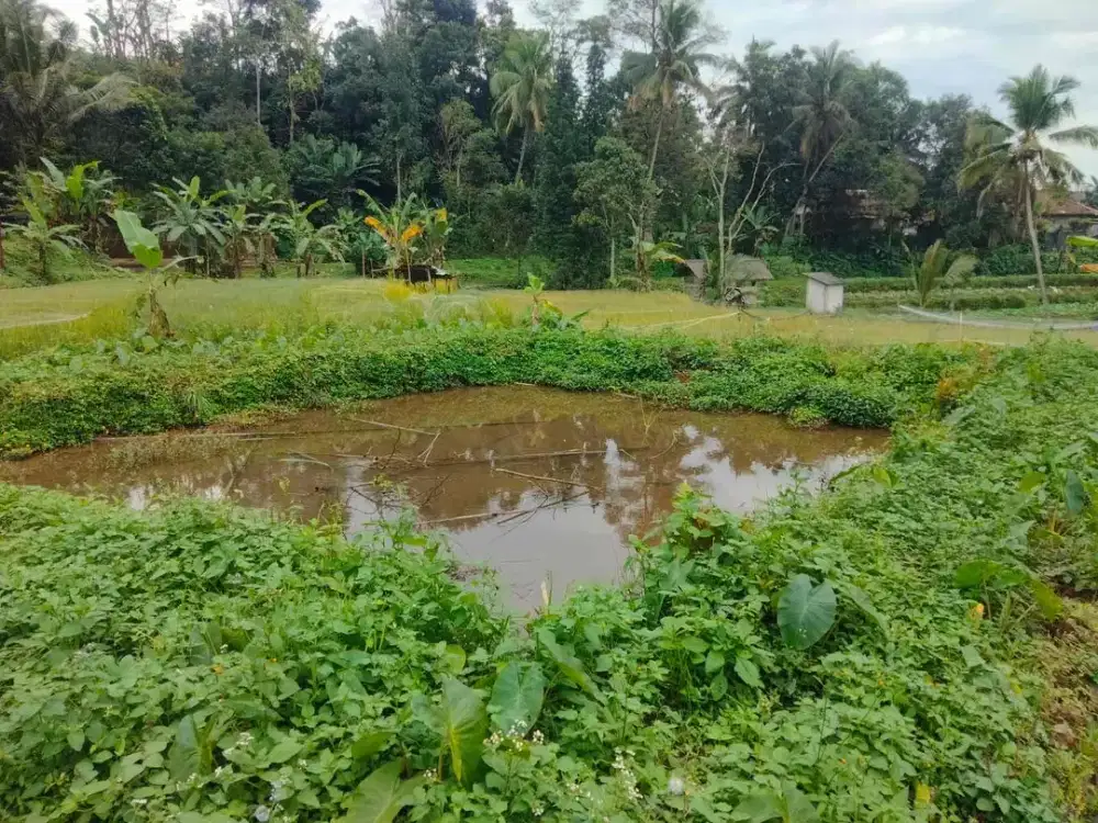 TANAH EMPANG MURAH VIEW CANTIK PERGUNUNGAN DI TENJOLAYA BOGOR