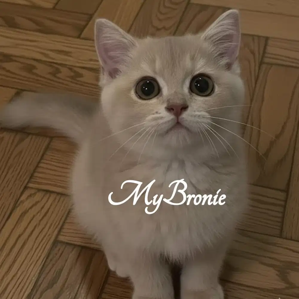 Kucing british shorthair lilac golden betina