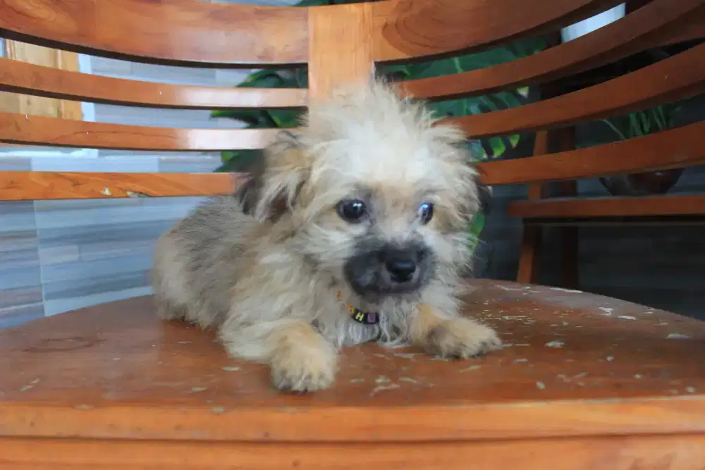 Dijual Anjing mini pom X pudle