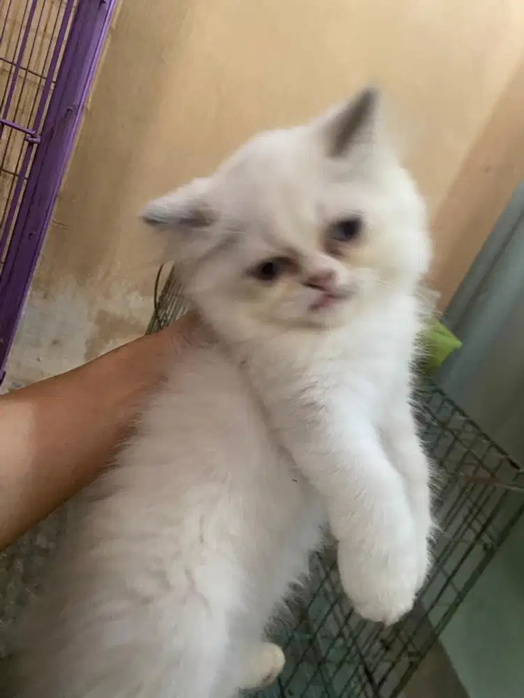 Kitten persia jantan 3 bulan