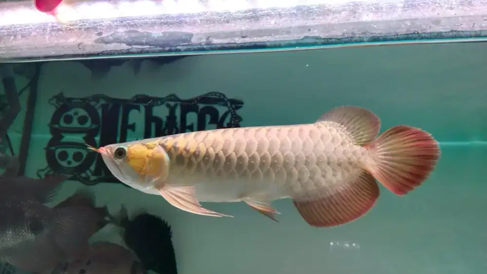 Ikan arowana super red