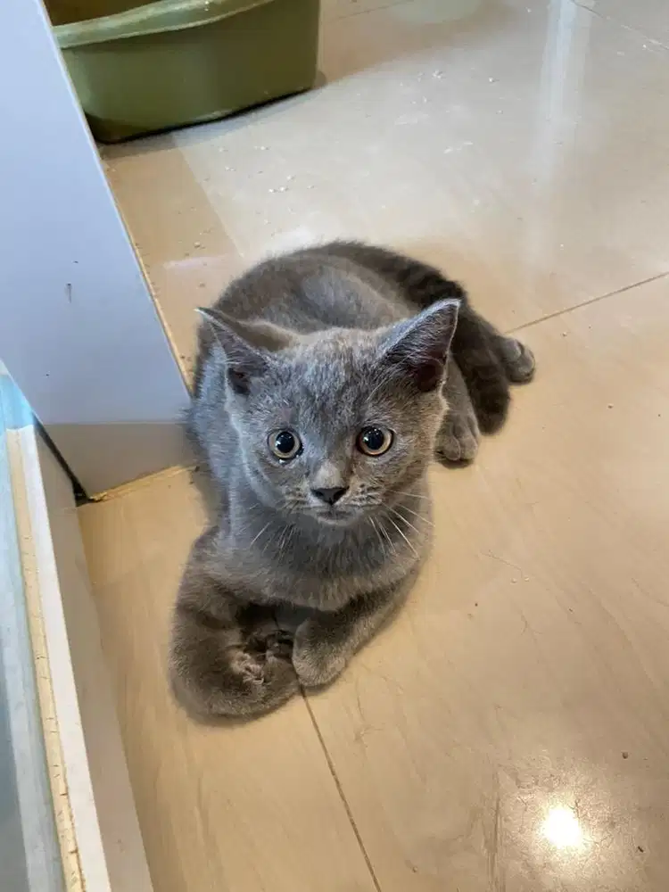 BSH mix scotish double fold