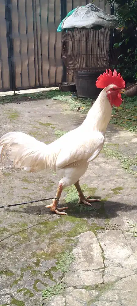 jual aym x pelung sm bangkok wrn putih polos, cocok buat hiasan ?