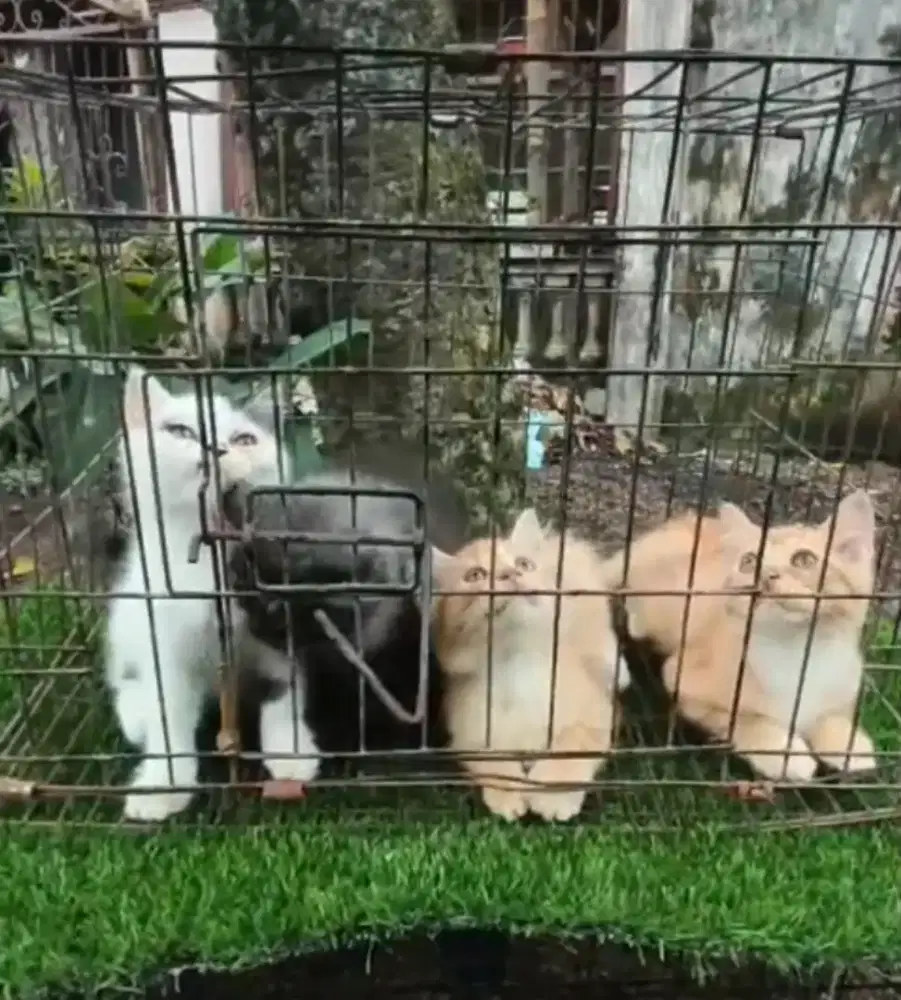 Kitten Persia/kitten/Persia/kucing