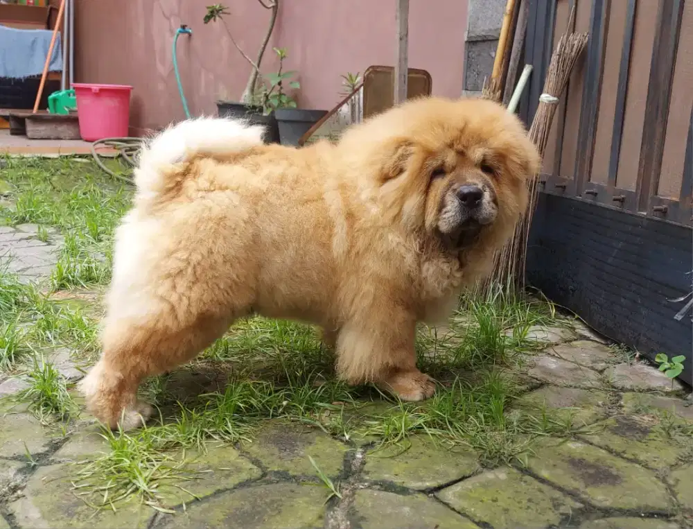 Chow chow,puppy,male