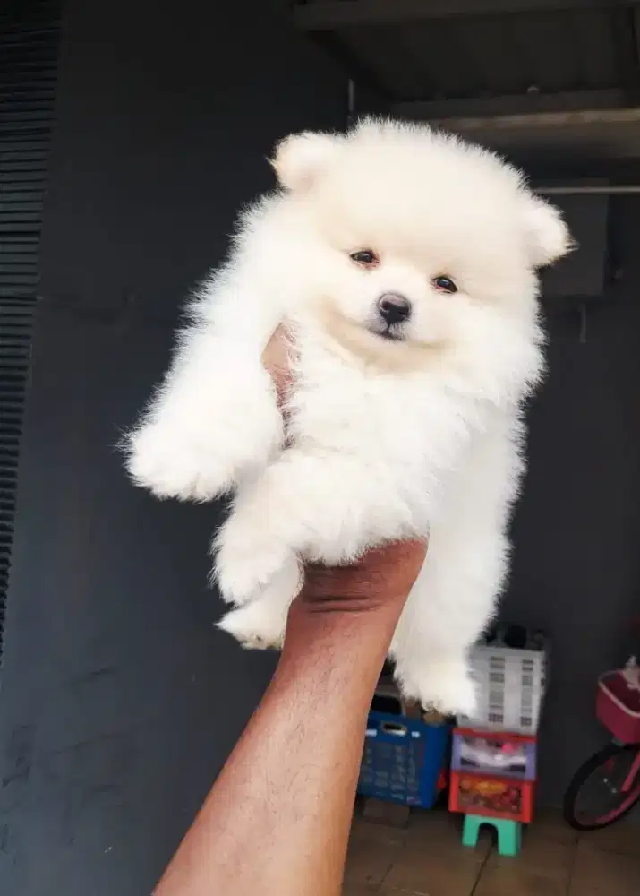 Anjing puppy minipom