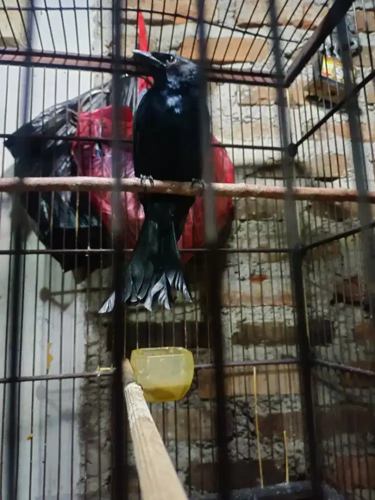 Srigunting hitam awar gacor jinak purtot