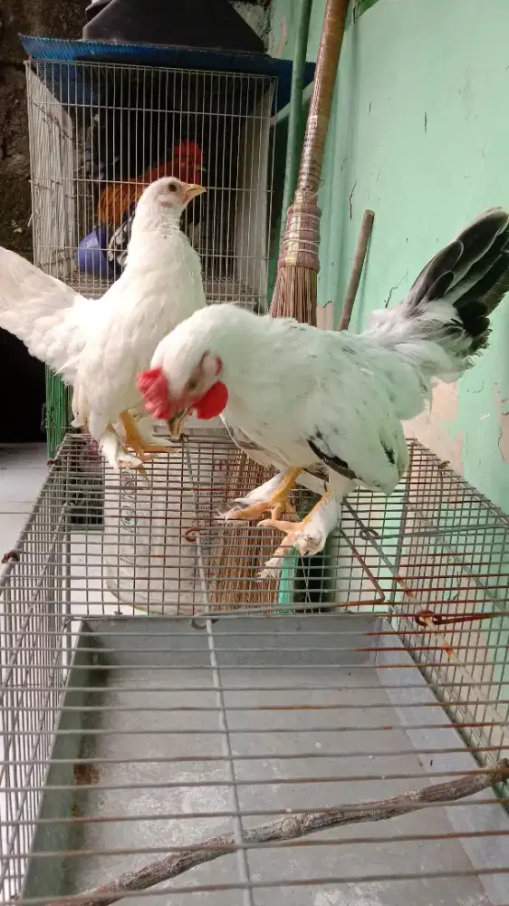 Ayam Kate ceper sepasang