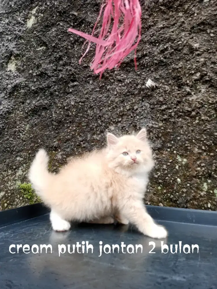 Kucing Persia medium