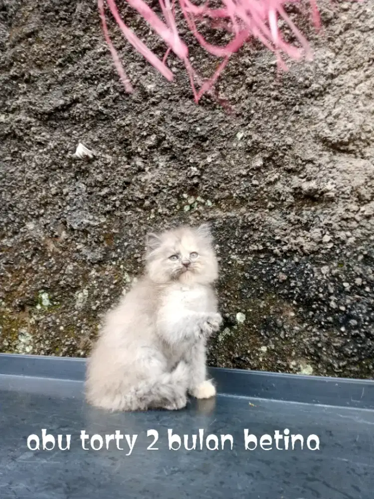 Kucing Persia medium