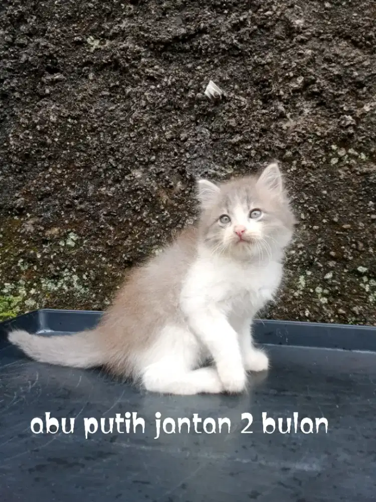 Kucing Persia medium