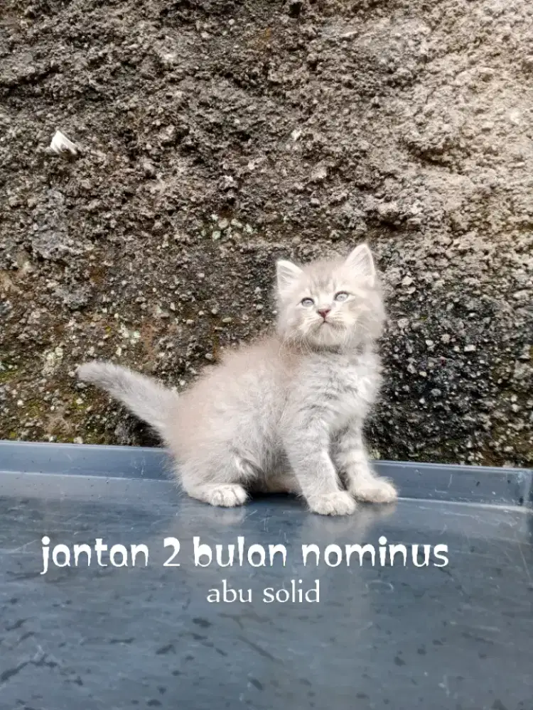 Kucing Persia medium