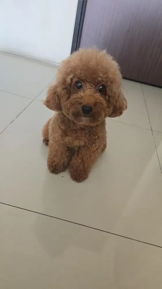 OPEN ADOPTION - POODLE MALE (1,5 Tahun)