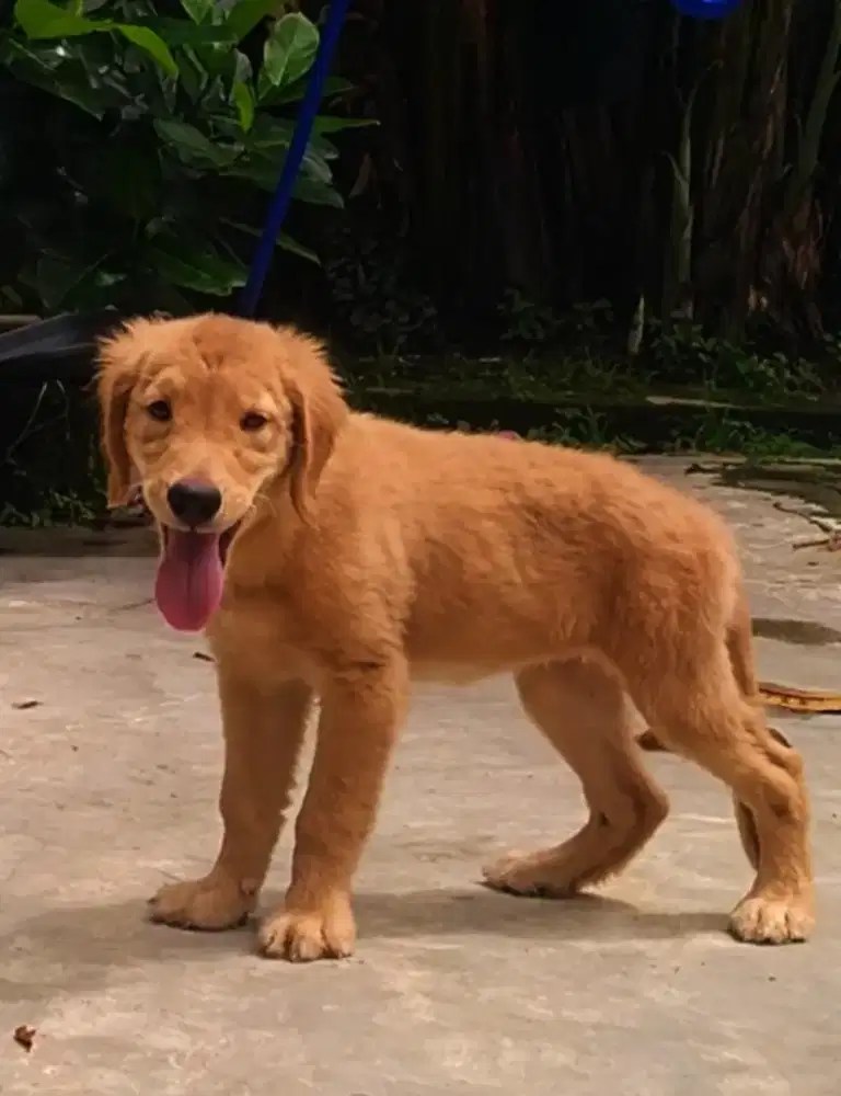 Anjing Golden stambum