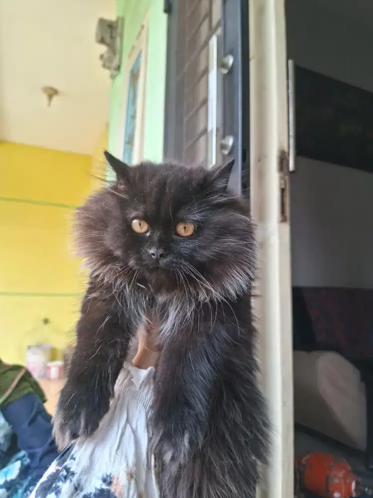 Kucing ras usia 5 bulan