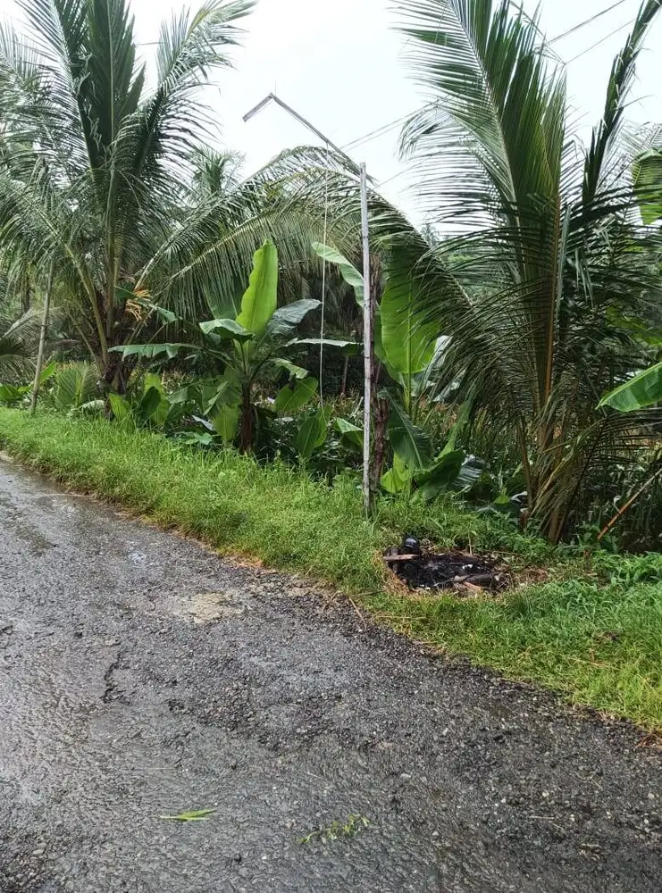 Sawah beserta pohon kelapa