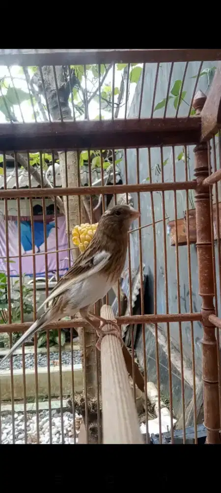 Loper starblue panda gacor muda