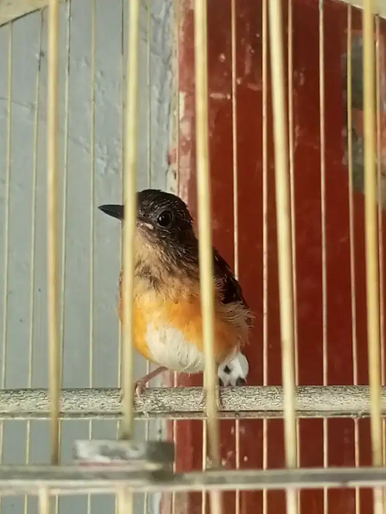 Anakan Trotol Murai Medan