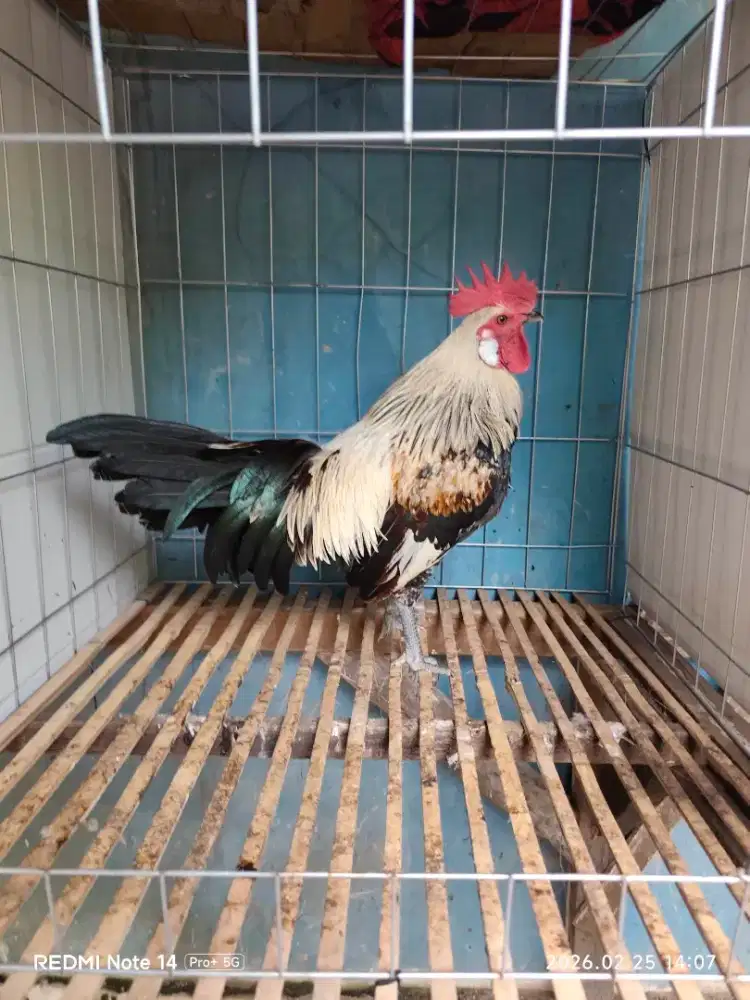 Ayam hutan Sumatra brugo jalak (warna unik) Gacor Jinak