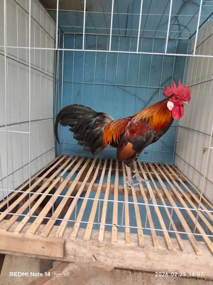 Ayam hutan merah Sumatra (brugo) gacor jinak