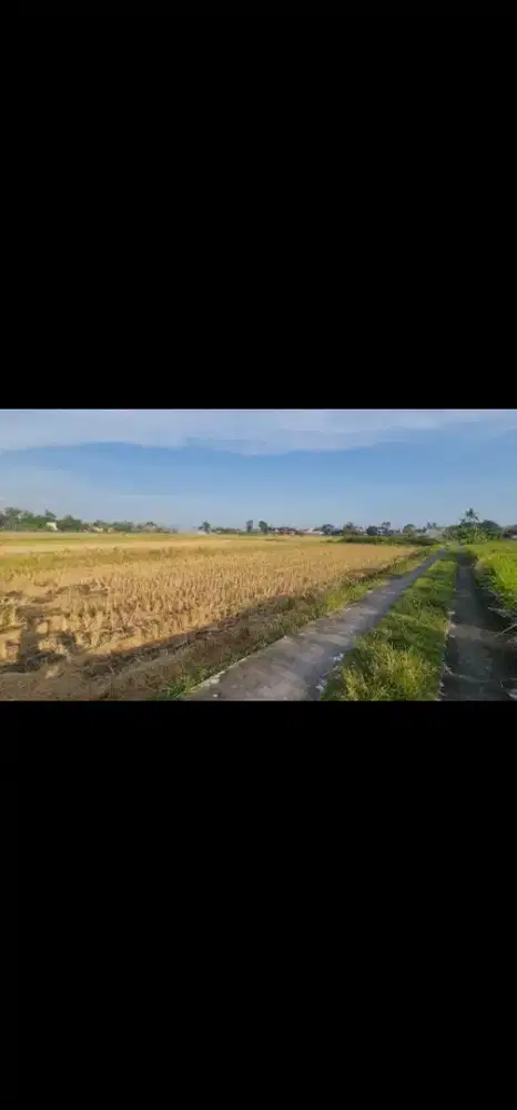 Tanah Sawah Cocok untuk Kavling Depan Jalan Pendowoharjo
