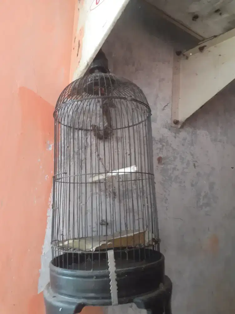 Kandang burung bekas