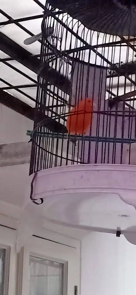 Kenari Merlok Jantan & Gacor