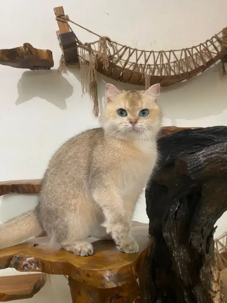 BSH Golden NY25 Betina