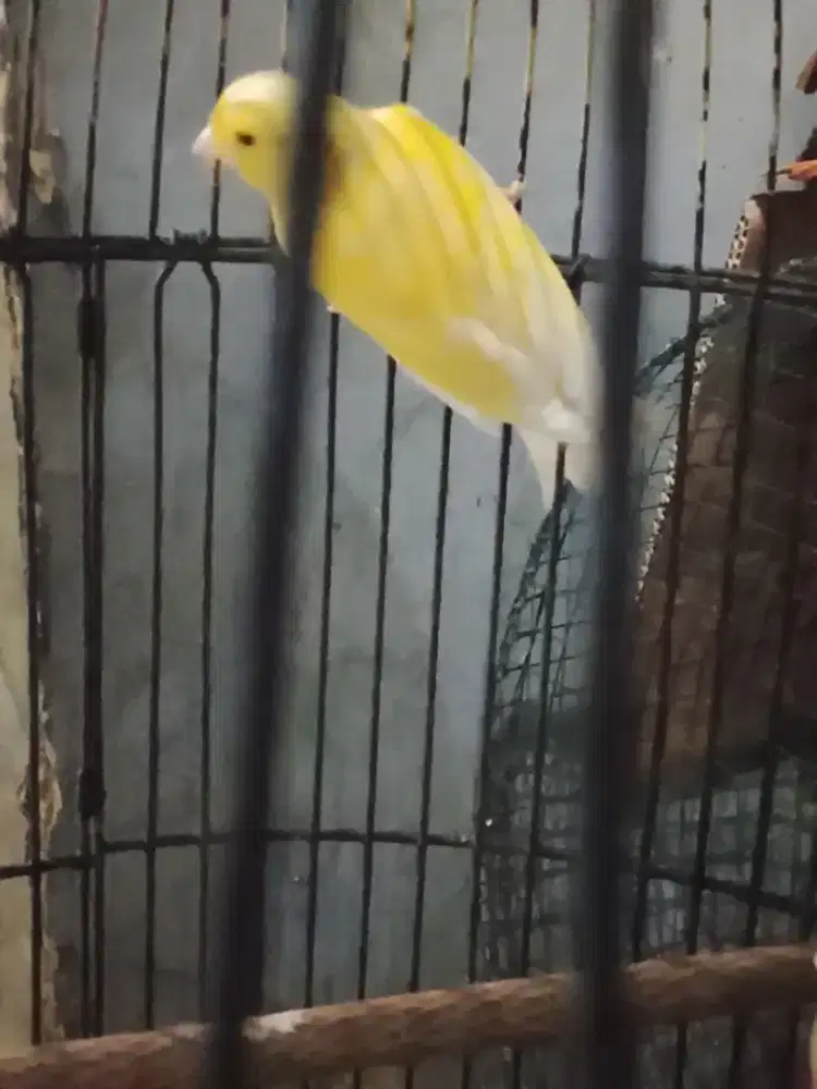 Burung kenari betina perawan