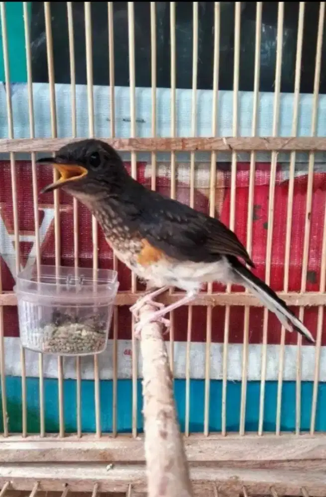 Murai Batu Medan Blorok Jantan Badan Gede Panjang Rajin Bunyi