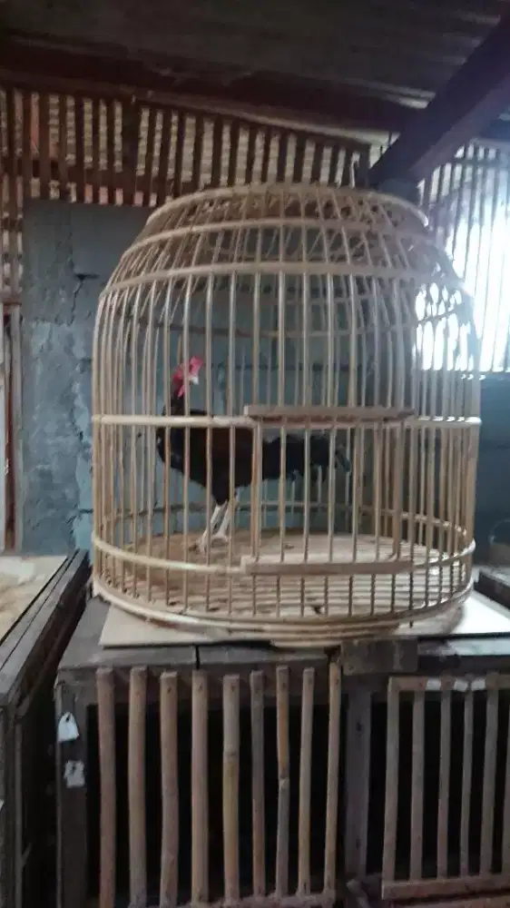 Ayam Bekisar Minus Fullset