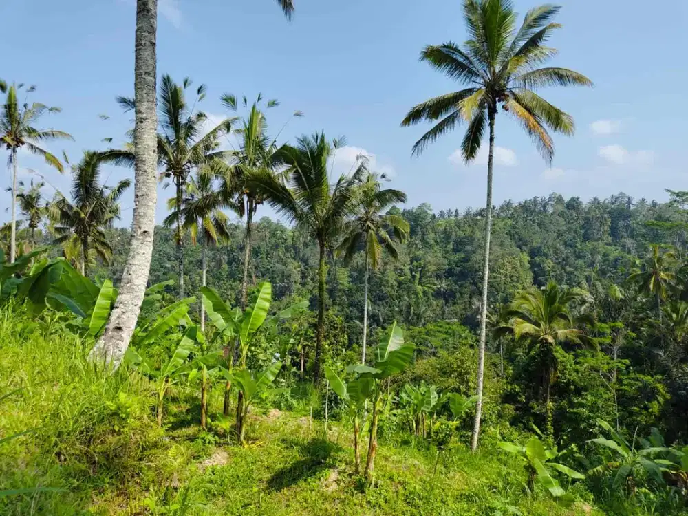 jual tanah kerta payangan dekat Ubud