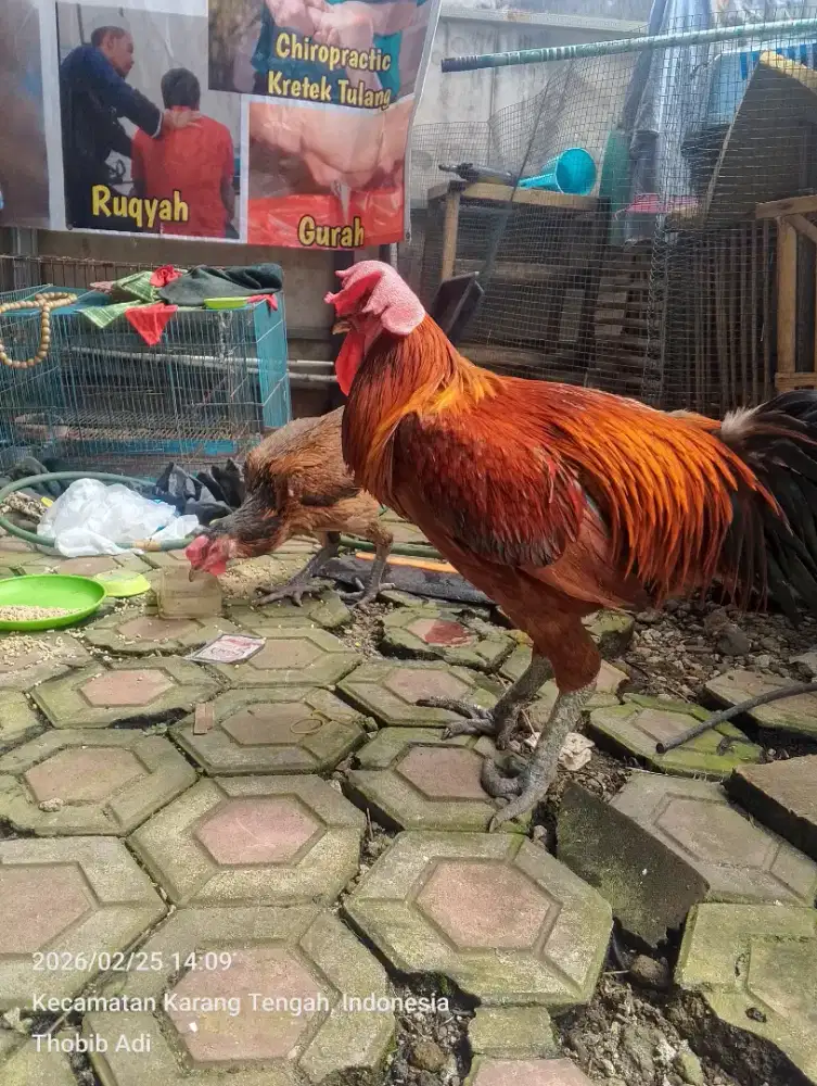 Ayam pelung sepasang