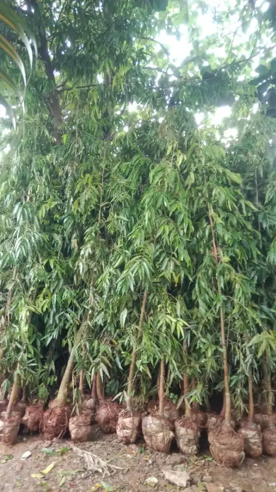 Tanaman Glodokan tiang tinggi 3 meter