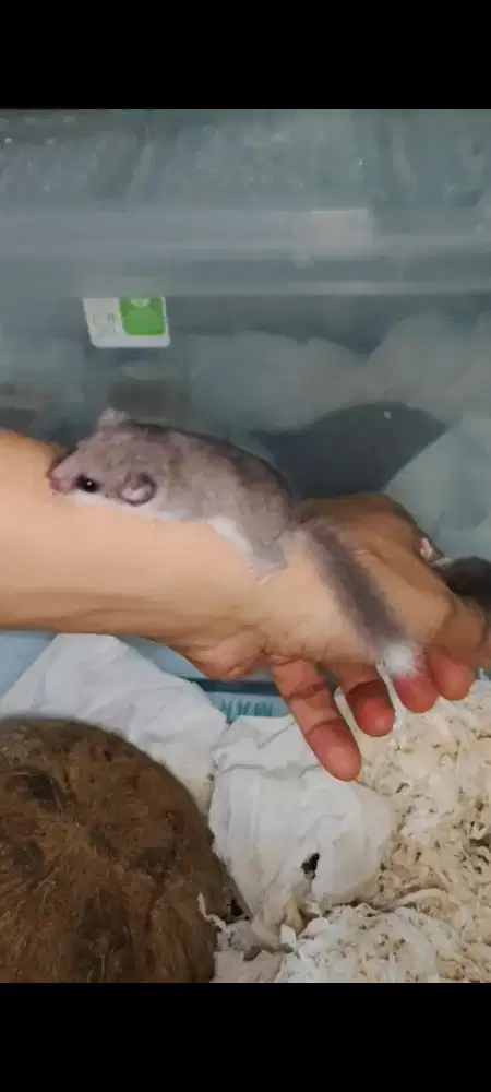 Afrika Pigmy dormice