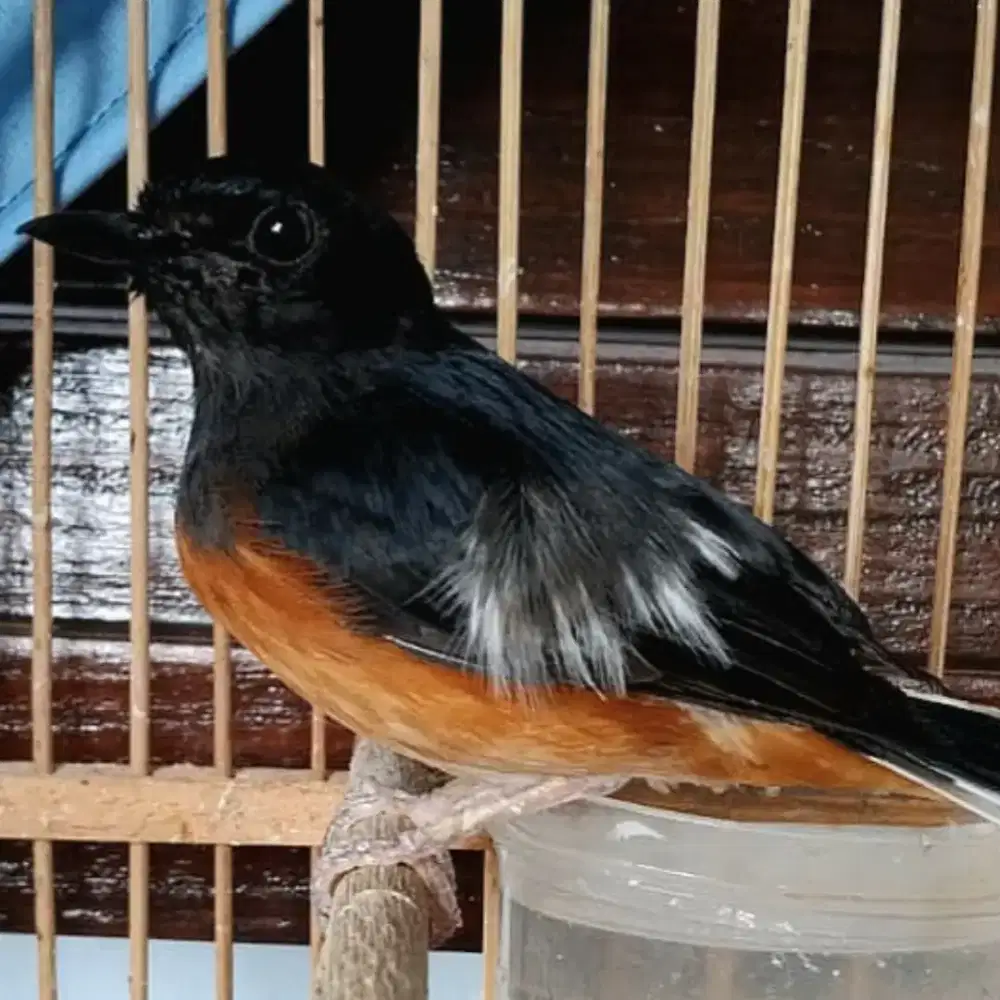 Murai beti bulbar ex gacor