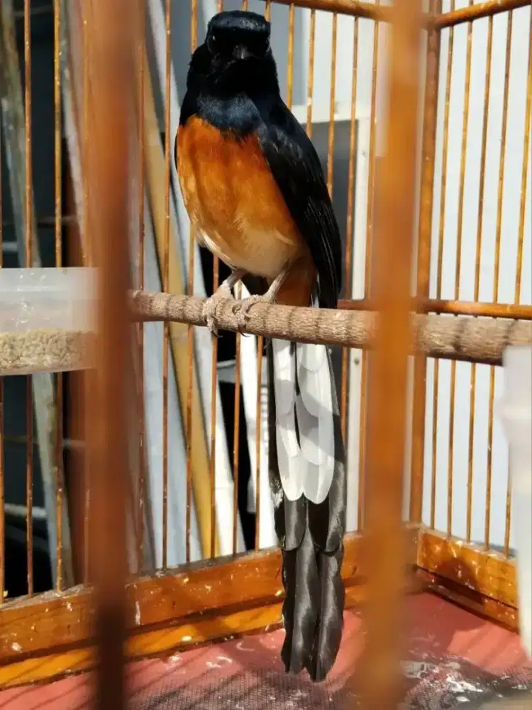 Murai dubur putih ex gacor