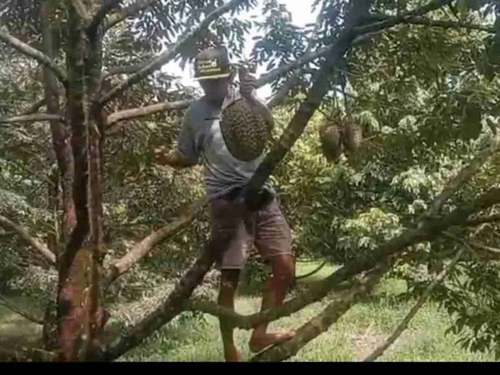 kebun durian berbagai varian sudah buah