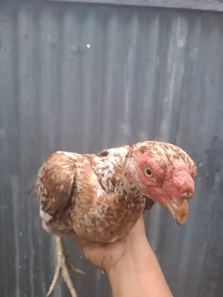 For sale indukan aseel parrot