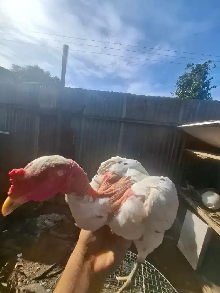 For sale indukan saigon putih