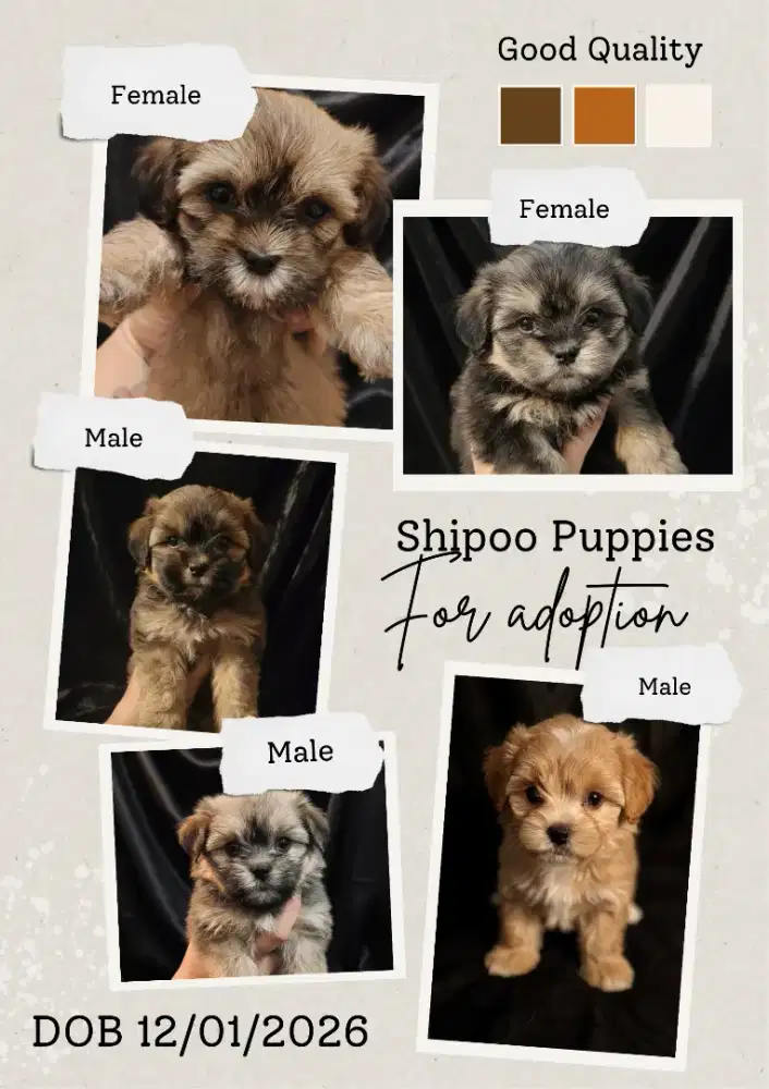 Shippo puppies,anakan anjing shippo